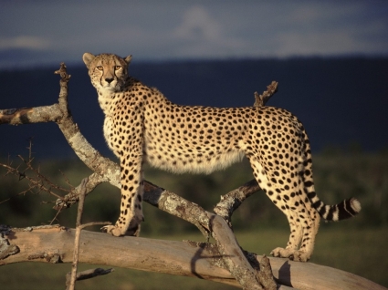 ghepardo femmina sugli animali grandi felini allerta per il desktop