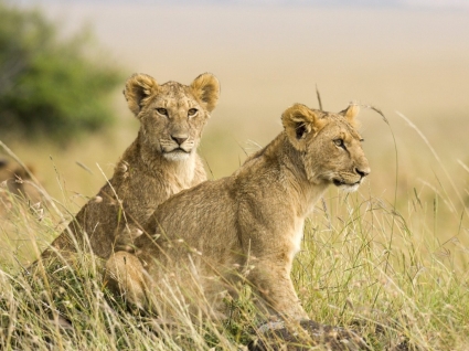 赤ちゃん動物動物の雌のライオン カブスを壁紙します。