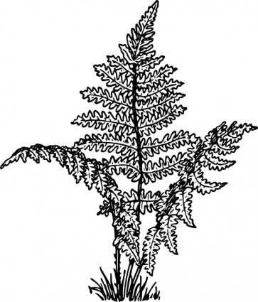 シダ植物のクリップアート