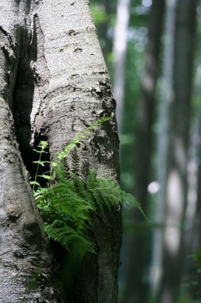 dương xỉ gỗ màu xanh lá cây