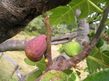 Ficus carica Figowiec tchórzliwy