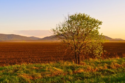 campo e árvore ao pôr do sol