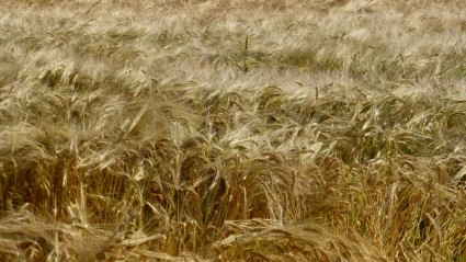 grano cereali campo