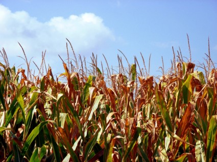 maíz de campo