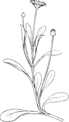字段菊花植物花卉剪贴画