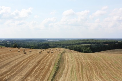 cereales de paisaje de campo