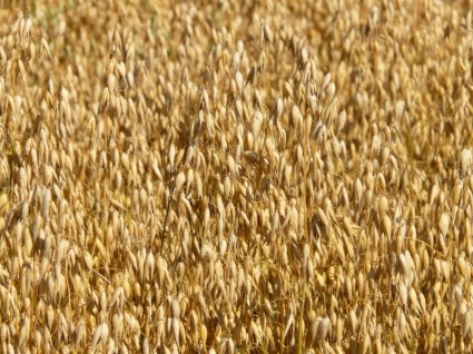 bidang gandum oat field