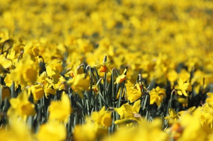 polu daffodils
