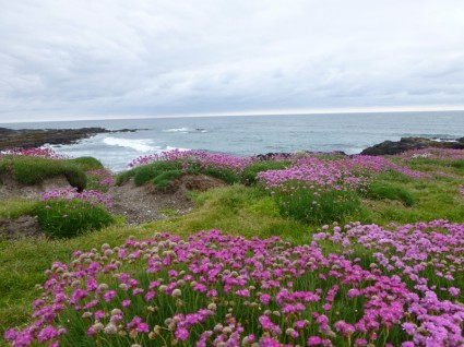 поле розового цветов океана yachats Орегон