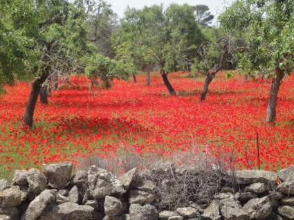 campo de amapola paisaje de amapolas rojas