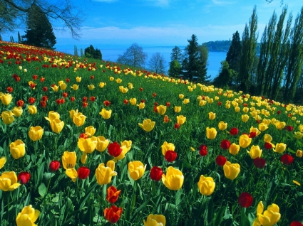 campo del mundo de Alemania de fondo de pantalla de tulipanes