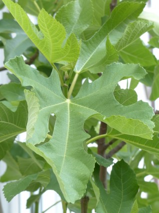 árvore de jornal Folha de figo