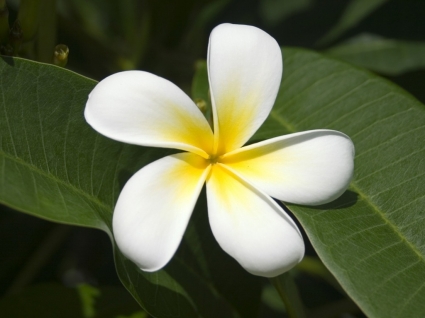 natureza de flores de papel de parede de frangipani fijiano