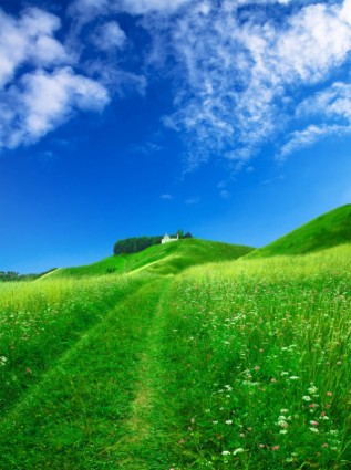 fina imagen de hd de hierba azul cielo