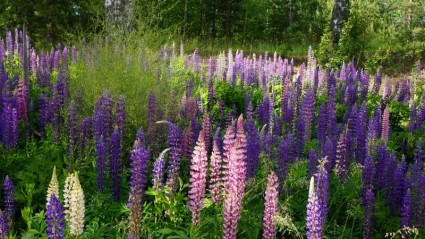 夏の花の真ん中にフィンランド