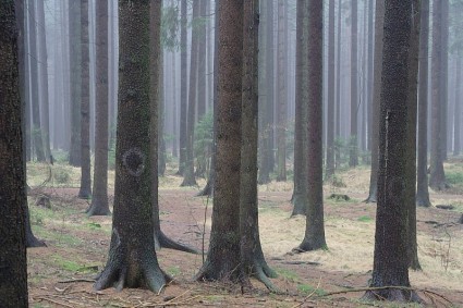 РПИ лесных деревьев стволы елей
