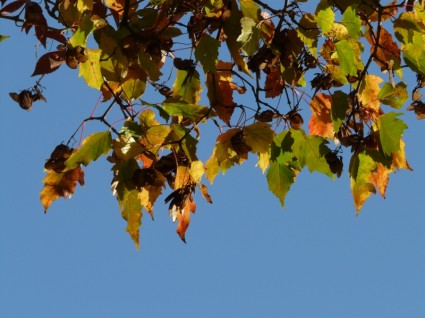 kleine Feuer-Ahornblatt Herbst Laub
