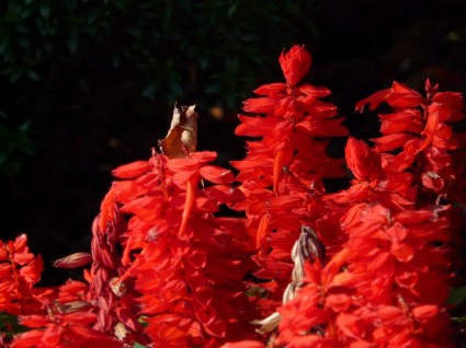 fuego a sage de salvia Salvia splendens