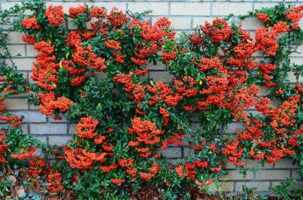 baies de buisson ardent pyracantha