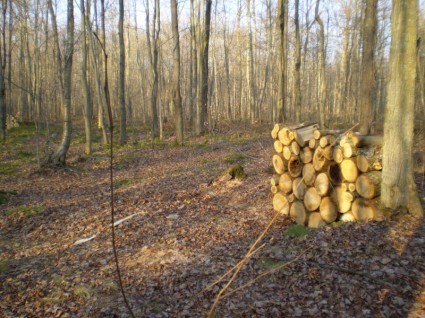bois de chauffage en forêt