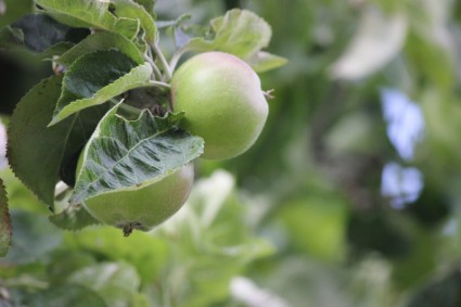 primera cosecha de manzanas