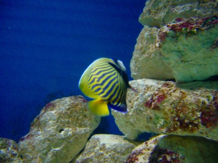Fish Fish