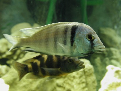 Fisch Aquarium Unterwasser