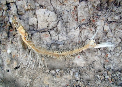 arêtes de poisson