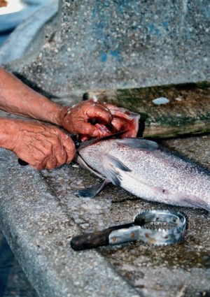 trabajo de mano de pescado