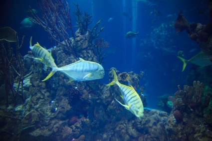 poissons en aquarium