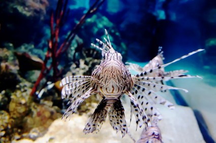 Unterwasser exotische Fische