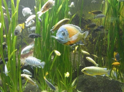 Рыба водных животных