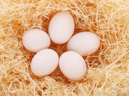5 個の卵