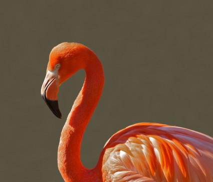 Flamingo Vogel Rosa