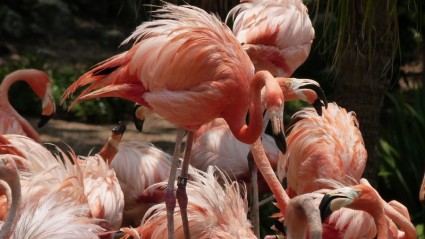 ピンクのフラミンゴの鳥