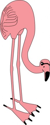 Flamingo clip-art