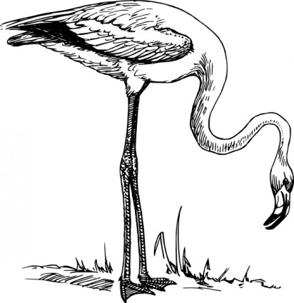 Flamingo clip nghệ thuật