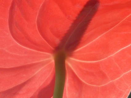 Flamingo bunga anthurium bunga