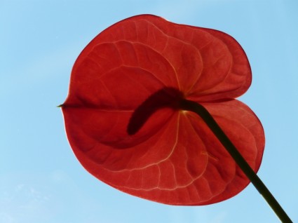 flamant rose fleur anthurium rouge