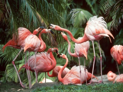 fun Flamingo wallpaper animaux oiseaux