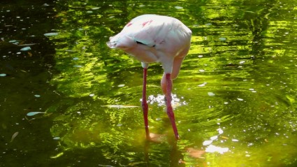 flamant rose Flamingo animaux