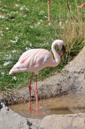 フラミンゴ ピンク鳥