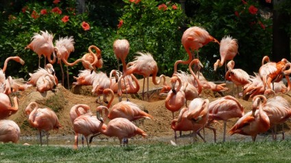 ptaki flamingi różowe