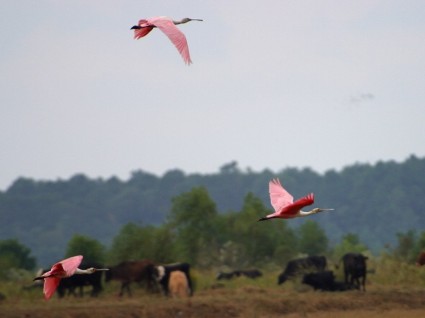 Flamingos fliegen Flug
