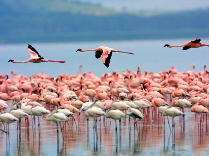 flamingos papel de parede pássaros animais