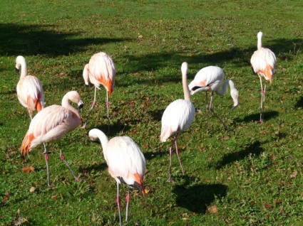 สีชมพูขาว flamingos