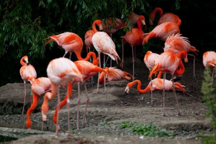 ฝูง flamingos