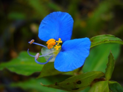 natureza flor azul