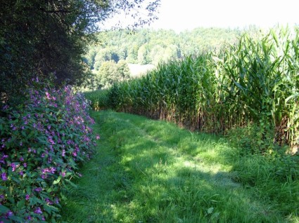 Blumen- und Mais-Feld