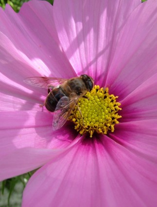 Осень пчела цветок